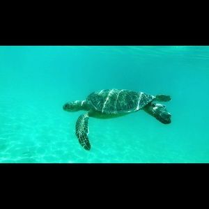 Meet your Posher, Liam